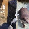春の仲間入り！市川市動植物園に新しい動物たち＆「ヤギの空中散歩」も登場