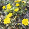 早春の花々特集　あぶだ福寿草の里【群馬県下仁田町】