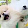 呼ばれた犬が走っていったら、他の犬が嫉妬してしまい…まさかの『容赦ないヤキモチ攻撃』に反響「ちゃんと狙ってるｗ」「犯犬も被害犬も可愛い」