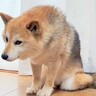 犬が飼い主の行動を見た瞬間…あからさまにションボリしていく姿と可愛すぎる理由が55万回表示「ションボリーヌかわいい」の声続々