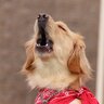 犬が『痛がっているときの鳴き方』4選　苦しむ愛犬にいち早く気付くためにすべきこととは？