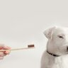 犬が『歯磨きを拒否』する4つの原因　慣れてもらうための秘訣やケアの必要性を解説