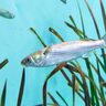釣りの外道としてよく知られる＜ボラ＞　どこか憎めないチャーミングな魚の扱いのこと