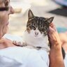 猫が『飼い主さんにべったり依存』してしまう3つの原因　放置すると起こり得るトラブルも