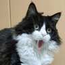やんのかポーズの一種？「ホォワァオぉぉぉぉ」のセリフがピッタリな猫の写真に「この表情、何度見ても好き」