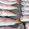 関西エリアの【船釣り特選釣果】