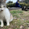 緑と水の公園｜ねこ好きにはたまらないたくさんの猫と触れ合える穴場スポット【渋川市行幸田】