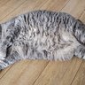 猫の『間違ったダイエット』は想像以上に危険！起こり得るトラブル4選