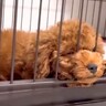 元気がない『売れ残りの犬』を飼った結果…ボロボロの姿と飼い主の覚悟が137万再生「なんて心優しい人」「たくさん幸せになってほしい」