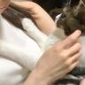 『大きな雷の音にビビった猫』→ママのそばへと行くと……まさかの姿が可愛すぎると29万再生「ママがいてくれてよかった」「怖いよね」