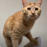 猫の誕生日にキャットタワーをあげた飼い主さん→喜んで使ってくれたと思ったら…『予想外の結末』に爆笑「本体よりもｗ」「あるあるだよねｗ」