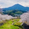 散歩、ドライブどちらもおススメ！『貫川沿いの桜並木』（北九州市小倉南区）【花見スポット】