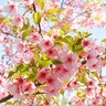 その数約1,000本！河合町と広陵町をまたがる広大な公園「馬見丘陵公園」で楽しむ桜