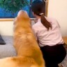 窓の外を眺めて『パパの帰りを待つ大型犬』が…とんでもなく尊い『お出迎えの仕方』が14万再生「疲れが吹っ飛ぶ」「最高のお出迎え」と絶賛