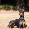 『頭の回転が早い』大型犬ランキングTOP5　賢いと言われている理由やしつけの注意点まで
