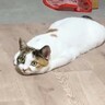 撮影されていることに気がついた猫…凄まじい顔の『圧』が面白すぎると221万再生「圧が半端ないｗ」「餅みたいで草」と爆笑の声