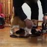 不器用な父がハーネスをつけようとしたら、『ガマンの限界に達した猫』が…まさかの面白すぎるやり取りが121万再生「厳しくて笑った」「爆笑」