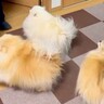父が仕事から帰ってくると、3匹の犬が…想像以上に激しい『熱烈歓迎』が尊すぎると5万再生「疲れ吹っ飛ぶ」「歓迎っぷりが凄いｗ」と反響