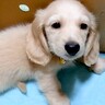 家にお迎えした日『あまりにも小さかった赤ちゃん犬』が…すっかり大きくなった『5年後の現在』が64万再生「今も昔もかわいい」「成長感じる」