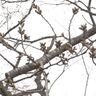 観桜会4日目