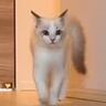 廊下を歩いてくる子猫→『歩き方』を見てみると…可愛すぎて笑っちゃう瞬間が80万再生「ポケモンみたいｗ」「常に幸せなんだろうなぁ」