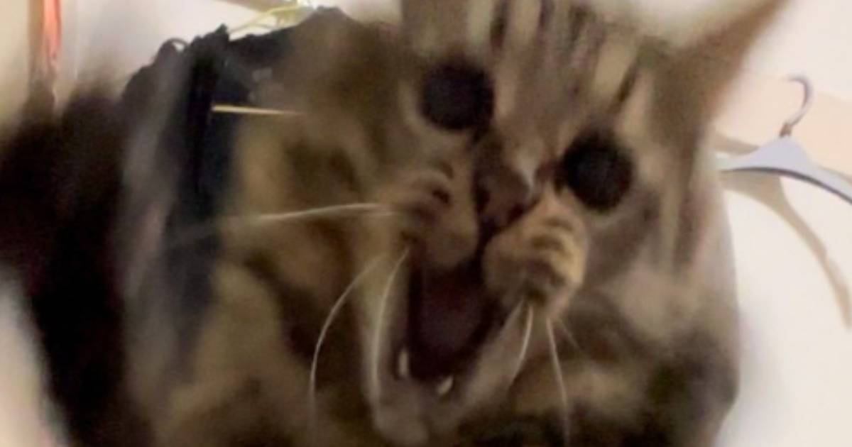 宝船の吊るし雛(ねこちゃん) ねこやしきもふもふ on X: 