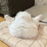 正体はにゃんこ　ふわふわでモフモフの雪だるまが出現！