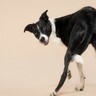 犬が同じ場所をぐるぐる回る理由4つ　病気の初期症状を見分ける方法まで