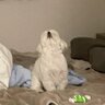 愛犬と遊んでいたら発生した〝悲劇〟に8.6万人驚がく　見上げる先に...「嘘でしょw」「こんな事あるんだwww」