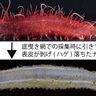 太平洋の深海に生息する＜ハゲナマコ属＞の未記載種を発見　遺伝子解析により種多様性が明らかに？