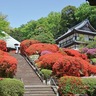 等覚院　晩春彩るツツジ