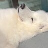 『着ぐるみかな…？』大型犬が寝ているところを撮影した結果→まるで人間のような寝相が8万再生「顔もヤバいｗ」「素敵な家族」と絶賛