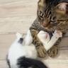 『兄猫に遊んでもらいたい子猫』→絡みにいった結果…まさかの可愛すぎる瞬間が28万再生「必死に戦ってるつもりかなｗ」「がんばれｗ」と爆笑