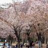 “お花見×バーベキューOK”スポットまとめ…予約不要の公園も！札幌&近郊