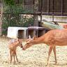 〈奈良市〉産まれたての赤ちゃん鹿に会いに行こう♪