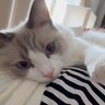 「うらやましすぎる」日曜日の愛猫との『ラブラブタイム』を撮ってみた結果…「信頼関係が見てとれる」「癒された」と2万7000いいね
