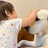 赤ちゃんが大型犬の頭を『初めてなでなで』した結果…『可愛すぎるリアクション』と尊い光景が49万再生「泣きそうｗ」「すごく優しい撫で方」