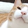 保護した猫をどうぶつ病院に連れて行ったら、先生が…『予想外の一言』と素敵な1枚に4万3000いいね「幸運を招きそう！」「癒されるね」