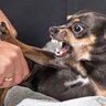 犬にも『反抗期』があるって本当？3つのサインと飼い主が知っておくべき適切な対処法