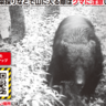 【道路などに出没】新潟県三条市でクマの目撃情報