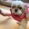 大好きなおじいちゃんおばあちゃんの家に遊びに来たら、犬が…まるで本当の孫のような『尊い光景』が9万再生「癒された」「幸せな家庭」と悶絶