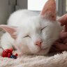 猫の『老いの入口』を示す兆候7選　見た目や行動、どう変化してくる？