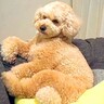 お留守番中の犬を隠し撮りしたら…想像以上の『リラックスっぷり』がすごいと26万再生「中におっさん入ってる？」「賢いなｗ」と絶賛