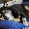 犬は何歳から『介護』が必要になるの？愛犬が高齢になったらすべきケアの基本とは