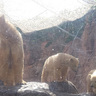 【赤ちゃんグマがデビュー】6/2(月)から、『八木山動物公園』でホッキョクグマの双子に会えるよ