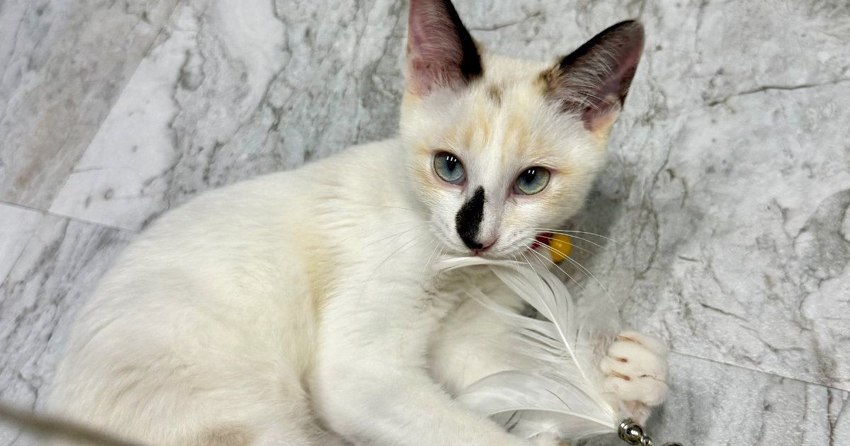 夏毛だった猫→3か月が経過して『冬毛』になった結果…まるで別猫のよう