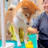 オヤツが欲しい犬に『イタズラしてみた』結果…まさかの『文句』言う姿が人間すぎると105万再生「ちがーうって言ってるｗ」「可愛すぎ」と爆笑