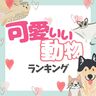 可愛い動物ランキング【最新版】