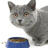 『食べることがヘタな猫』もいる！考えられる5つの原因　器や食べさせ方を変えたら改善できる？