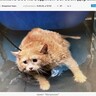 体重17キロ！　超肥満の野良猫、減量トレーニングに励む（露）